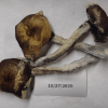Buy Ecuador Strain Mushrooms
